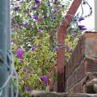 Buddleia